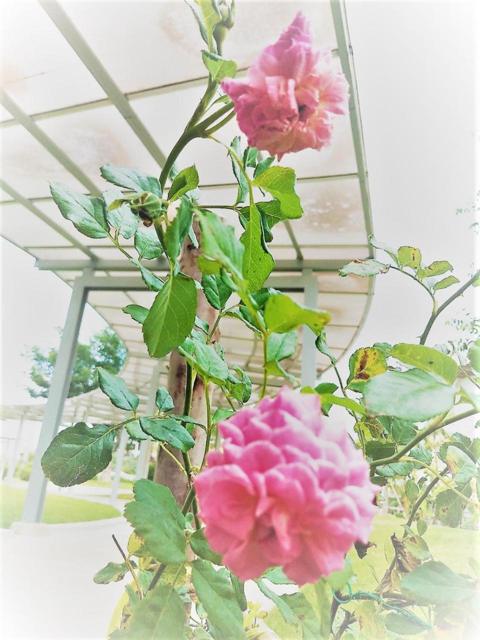 The White Garden Premier Saraburi Hotel Ban Dao Ruang  Kültér fotó